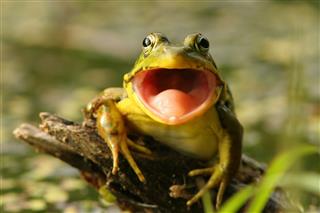 Green Frog With Mouth Open