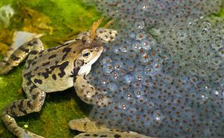 Frogs And Frogspawn