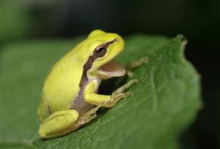 Young European Tree Frog