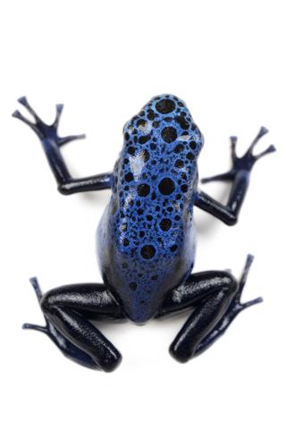 Azure Poison Dart Frog