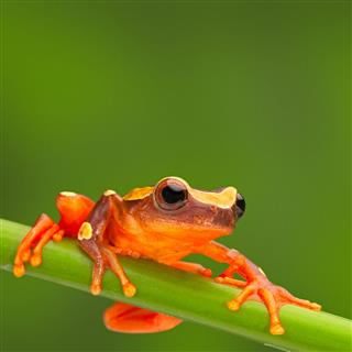 Red Tree Frog Climbing