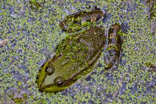 Marsh Frog In Pond