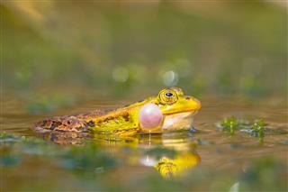 Croaking Frog Sideview