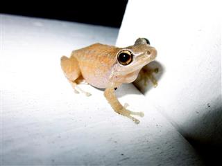 Coqui Frog Caught In The Dark