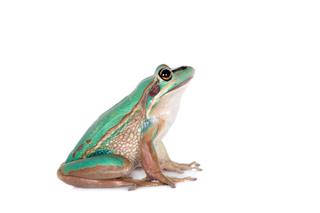 Green And Golden Bell Frog