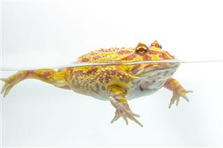 Albino Pac Man Frog Horned Frog