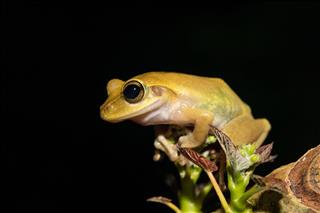 Beautiful Frog Boophis Rhodoscelis Madagascar