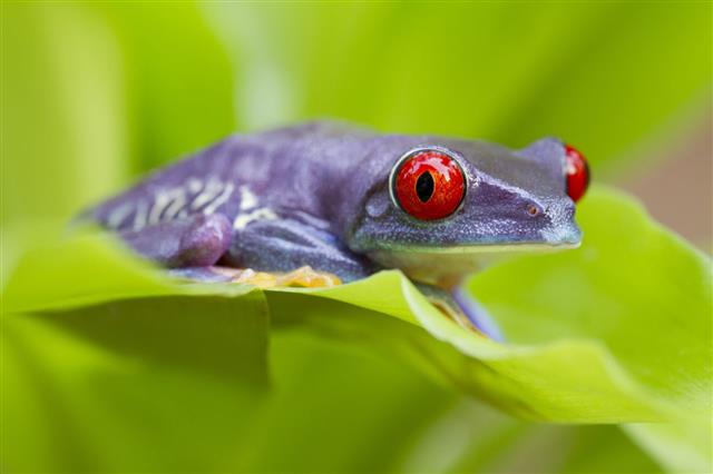 Rare Purple Red Eyed Tree Frog