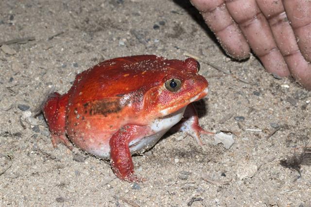 Huge Red Wild Tomato Frog