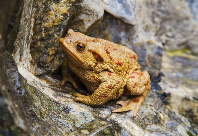 Frog Portrait On The Rocks