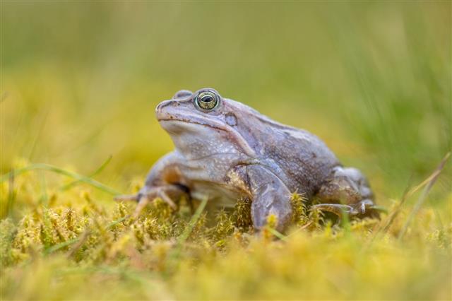 Blue Moor Frog On Bright Background