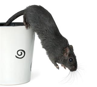Gerbil Jumping From A Cup