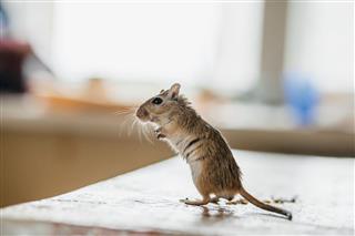 Gerbil Mouse Standing