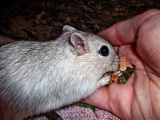 Gerbil Eating Grains From Hand