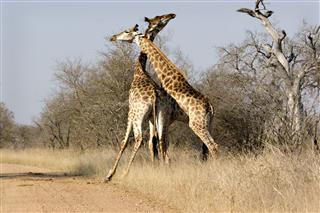Male Giraffe Fighting