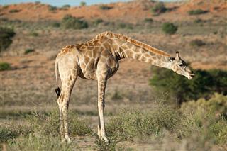 Giraffe In Desert