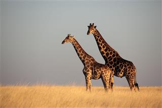 Giraffe In Yellow Grass Lands