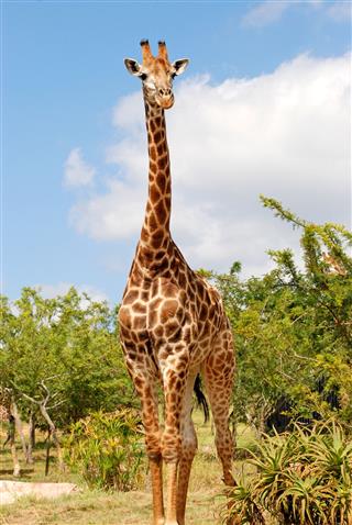 Beautiful Giraffe In The Wild