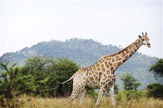 Giraffe Walking Through Natural Habitat