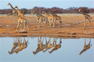 Giraffe Herd At Waterhole