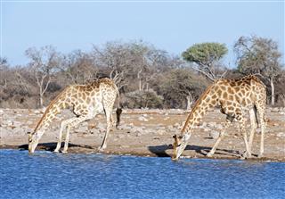 Giraffe Pair Drinking Water