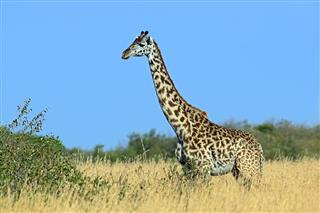 Giraffe In The African Savannah