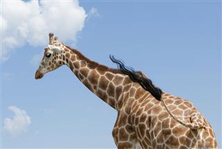 Giraffe With Blue Sky