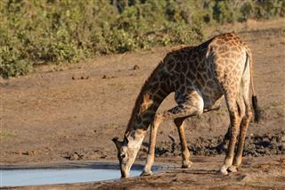 Lone African Giraffe Drinking Water