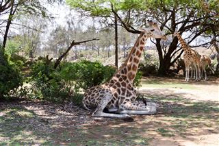 Giraffe Sitting In The Shade