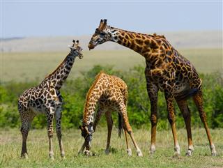 Female Giraffe With A Baby
