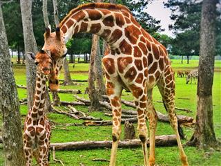 Momma Giraffe With Baby Giraffe