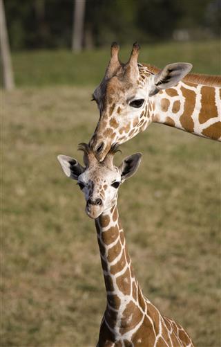 Baby Giraffe And Mother