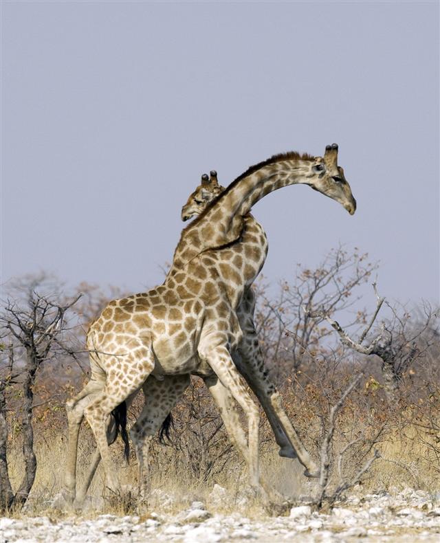 Giraffe Fighting