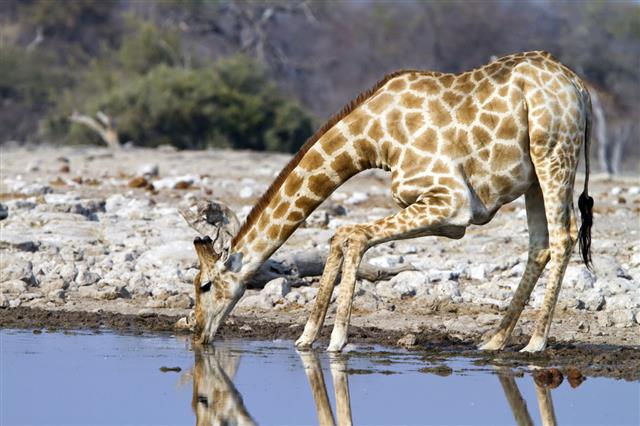 Giraffe In National Park Namibia