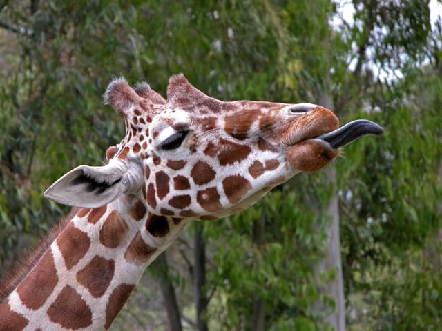 Giraffe Head Closeup