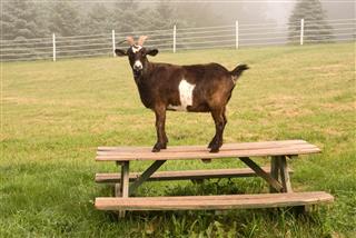 Goat On Table