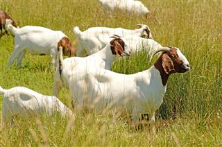 Boar Goats