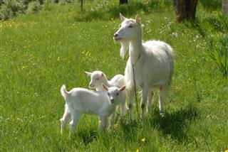 Large Goat With Two Baby Goats