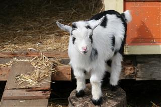 Baby Goat Standing