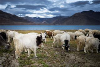 Group Of Pashmina Goat