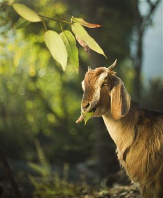 Goat Eating Fresh Leafs Outdoor In Nature