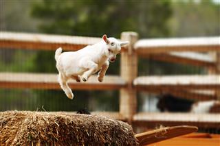 Jumping Goat