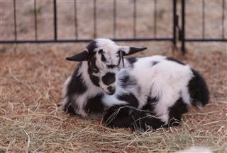 Baby Nigerian Dwarf Goat