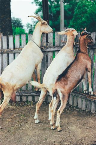 Goats On Wooden Fence