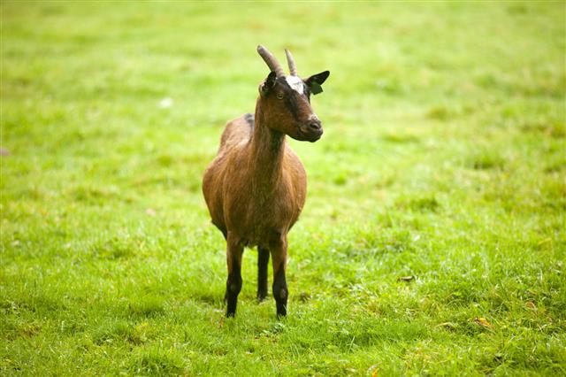 Goat In Wet Grass
