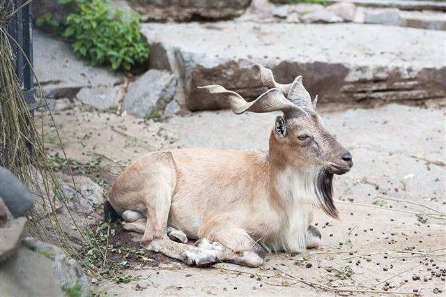 Markhor In Moscow Zoo