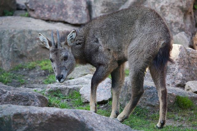 Chinese Goral