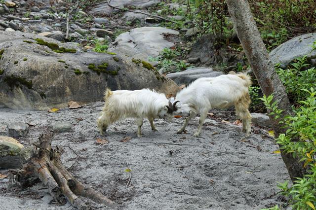 Couple Of Mountain Goats Fighting