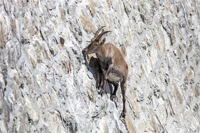 Alpine Ibex At Cingino Dam
