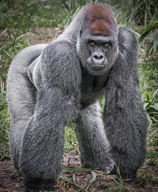 Silver Back Gorilla